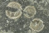 Three Edrioasteroid (Isorophusella) Fossils - Ontario #269872-1